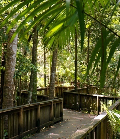 Boarwalk through the rainforest at Buderim